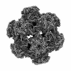HPV - Virus umano del papilloma