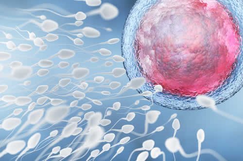 info e curiosità sugli spermatozoi