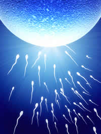 Spermatozoi dopo vasectomia